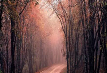 第九届亚冬会火炬传递圆满结束哈尔滨日报.